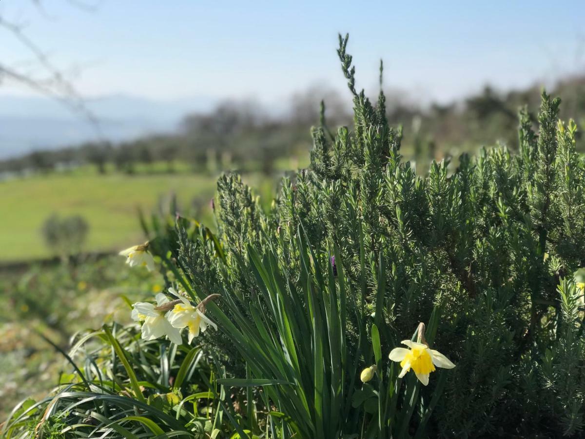 Agriturismo Casallario ヴォルテッラ エクステリア 写真